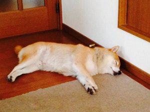 妻の愛犬写真です。名前はＫＵＵです。気持ちよさそうに寝てます。