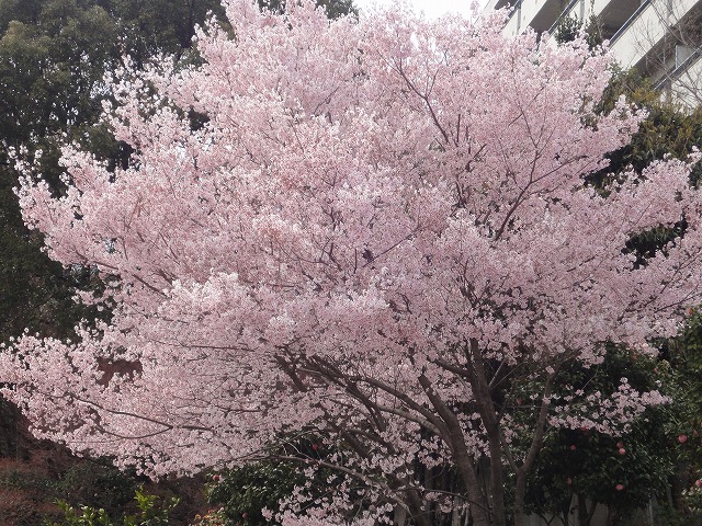 ３年前の戸山公園での桜。豪快です。