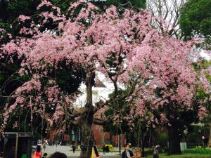 上野公園にて花見を堪能。枝垂れ桜は１級の芸術品。